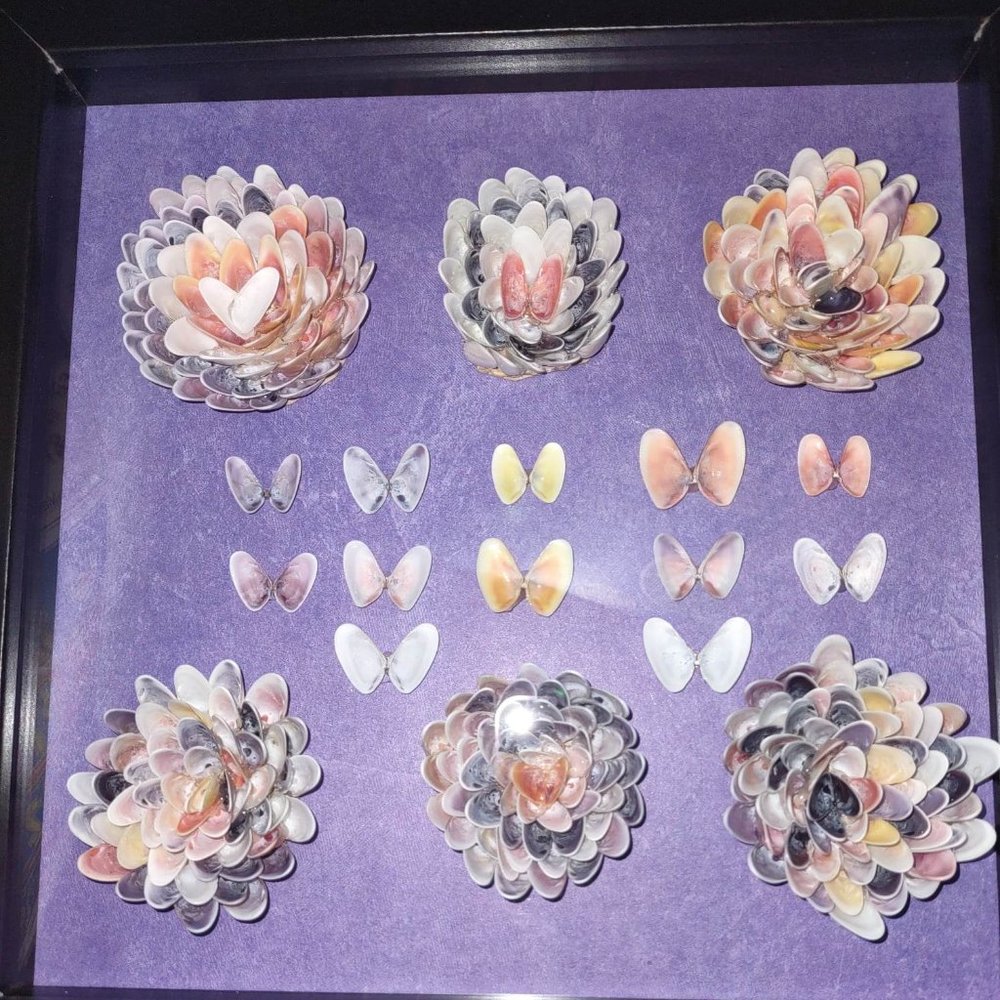 8" x 8" Coquina Shell flower butterfly craft picture